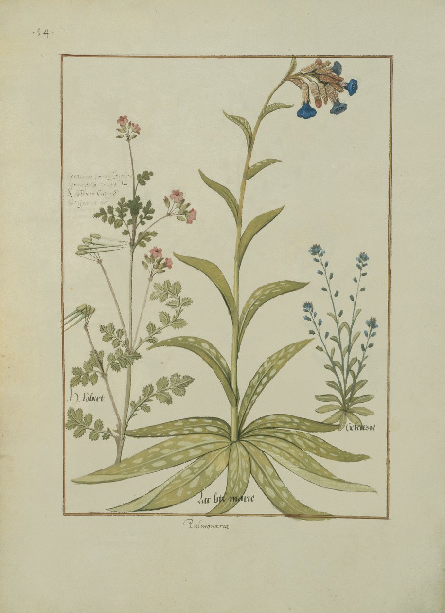 Longkruid en Geranium, Illustratie uit Het Boek der Eenvoudige Geneesmiddelen door Robinet Testard