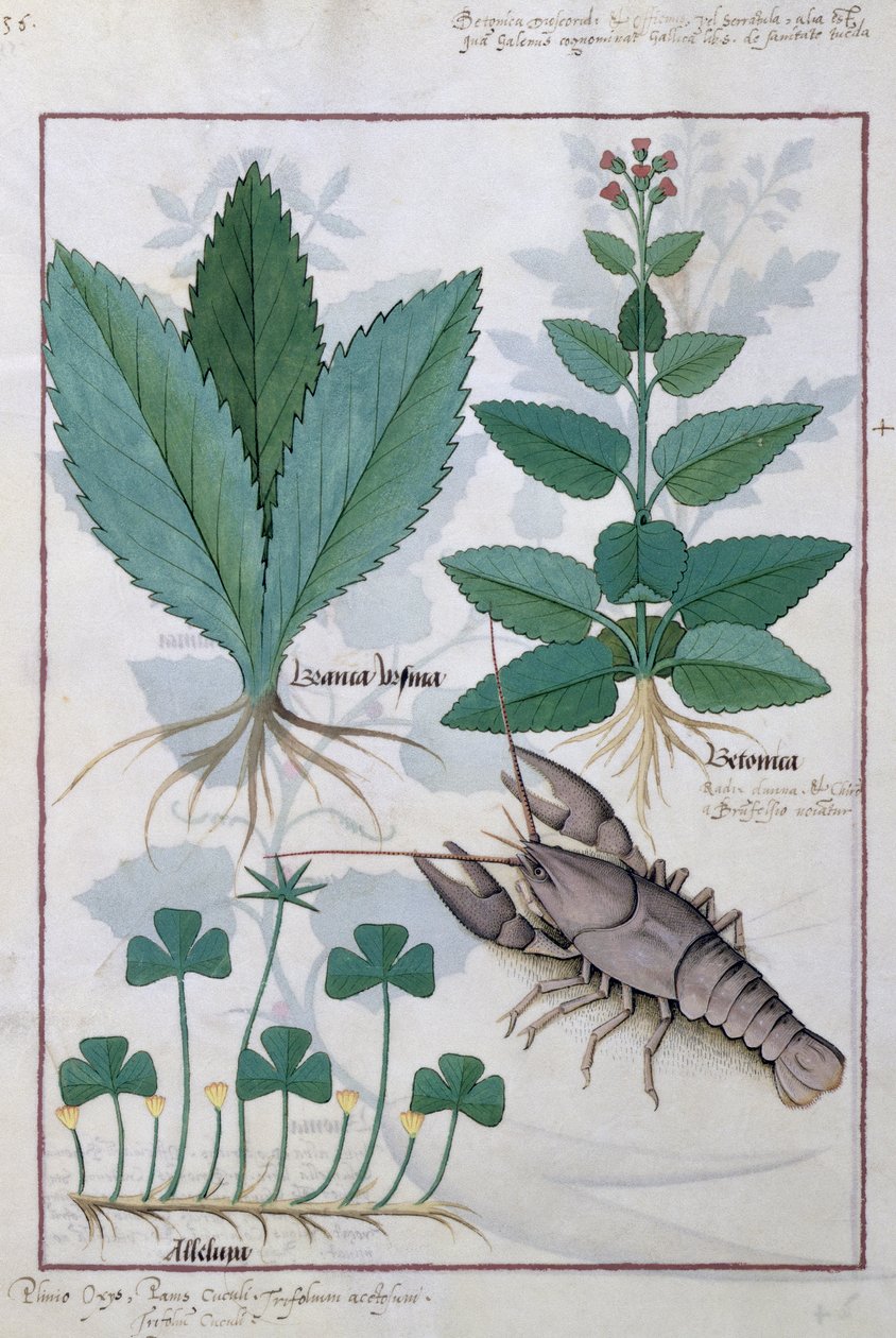 Illustratie uit het Boek der Eenvoudige Geneesmiddelen door Mattheaus Platearius 139v door Robinet Testard