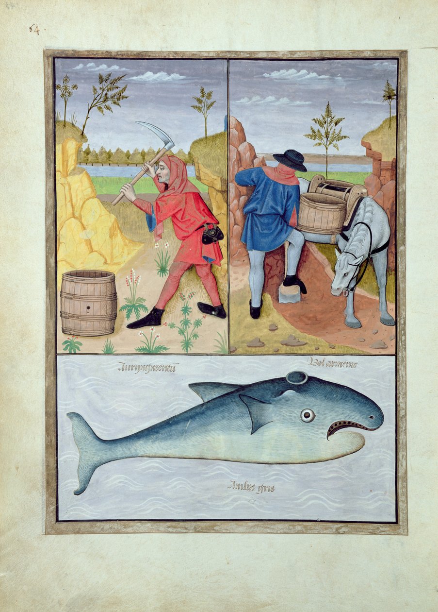 Illustratie uit het Boek der Eenvoudige Geneesmiddelen door Mattheaus Platearius 143v door Robinet Testard
