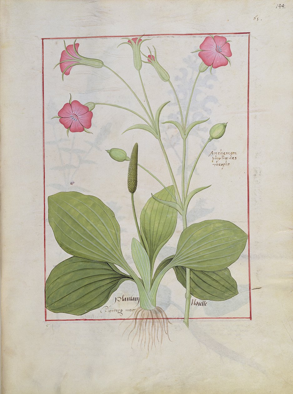 Illustratie uit het Boek der Eenvoudige Geneesmiddelen door Mattheaus Platearius 144r door Robinet Testard