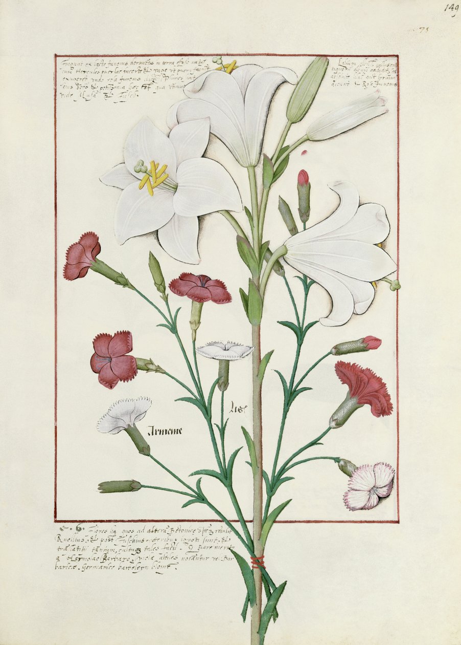 Illustratie uit het boek van eenvoudige medicijnen door Mattheaus Platearius 149r door Robinet Testard