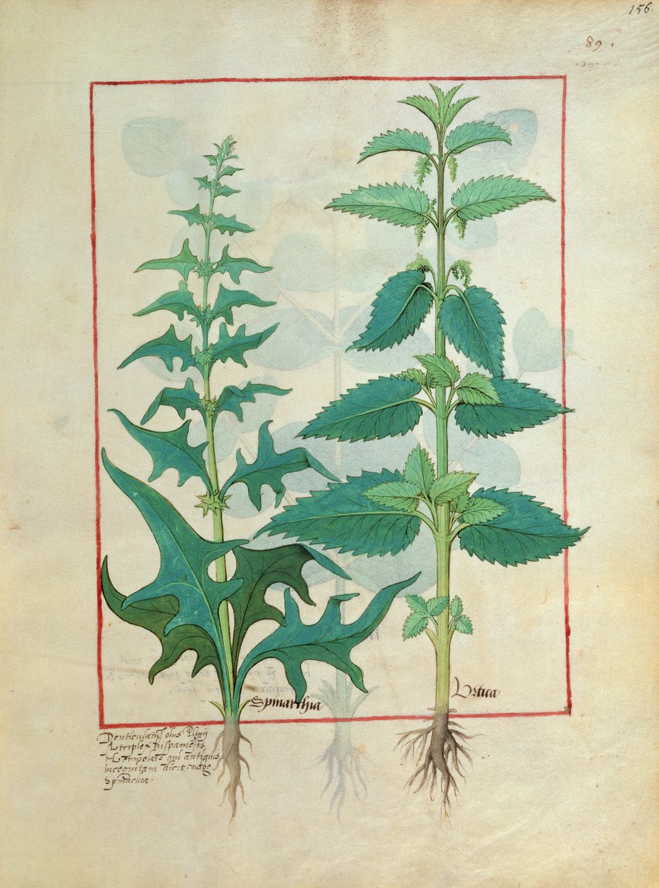 Urticaceae (Brandnetelfamilie) Illustratie uit het boek der eenvoudige medicijnen door Mattheaus Platearius door Robinet Testard