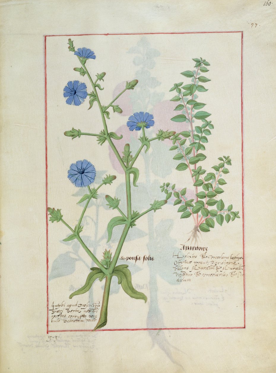 Illustratie uit het boek van eenvoudige medicijnen door Mattheaus Platearius 160r door Robinet Testard