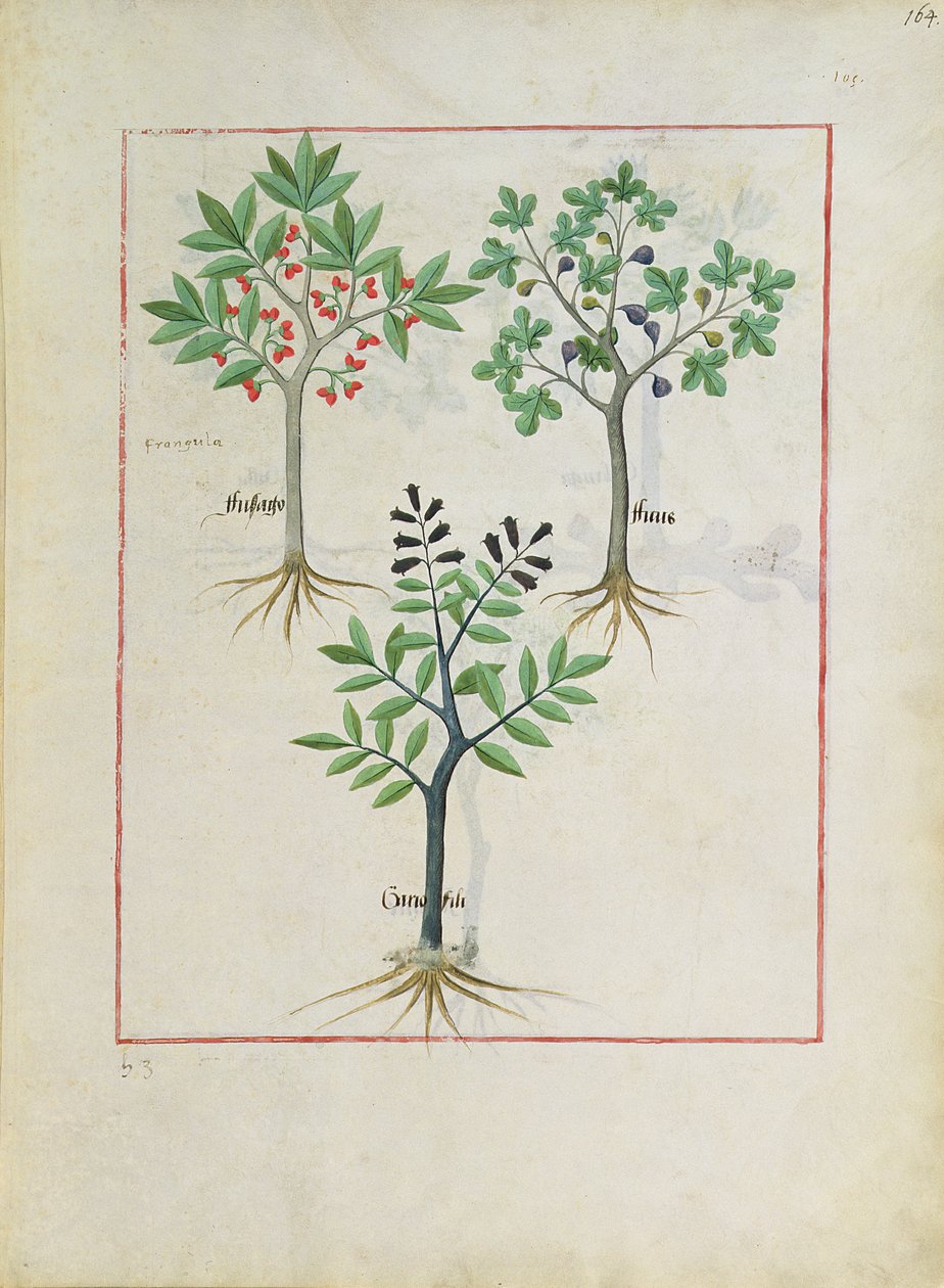 Illustratie uit het Boek der Eenvoudige Geneesmiddelen door Mattheaus Platearius door Robinet Testard