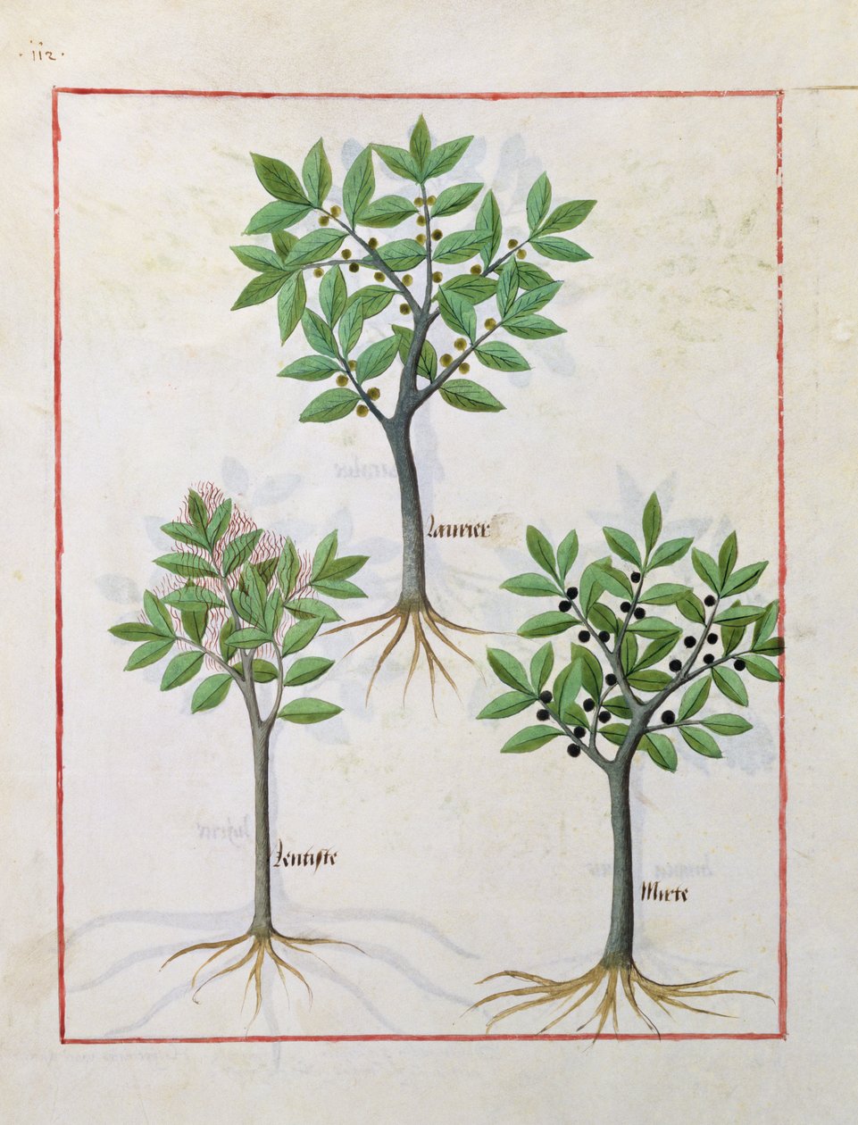 Illustratie uit het Boek der Eenvoudige Geneesmiddelen door Mattheaus Platearius 166v door Robinet Testard