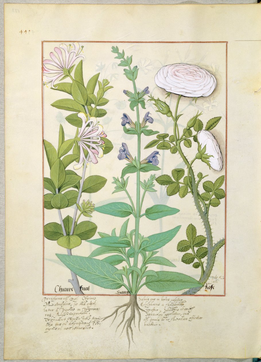Kamperfoelie, Salie en Roos, illustratie uit Het Boek der Eenvoudige Geneesmiddelen door Mattheaus Platearius 133v door Robinet Testard