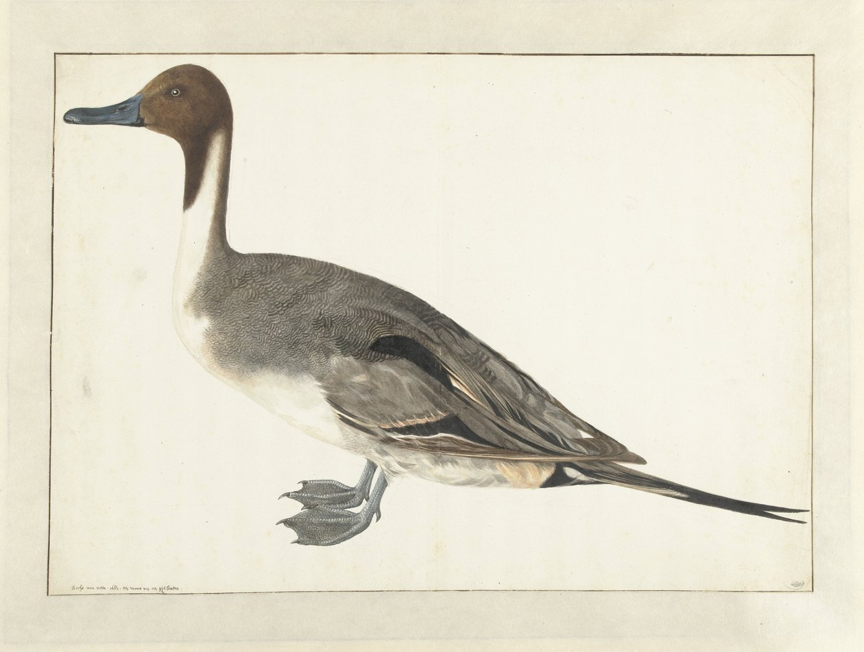 Drake Pintail door Rochus van Veen