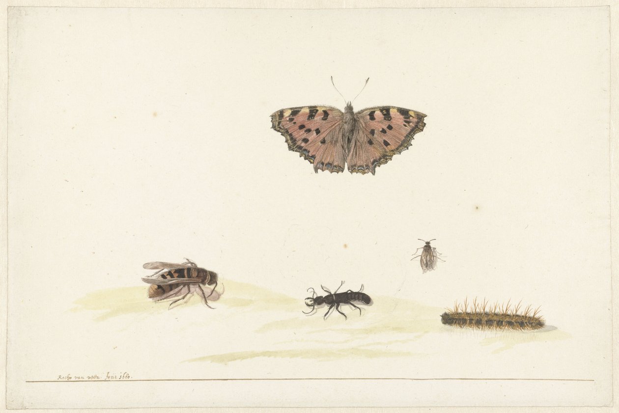 Studieblad met verschillende insecten door Rochus van Veen