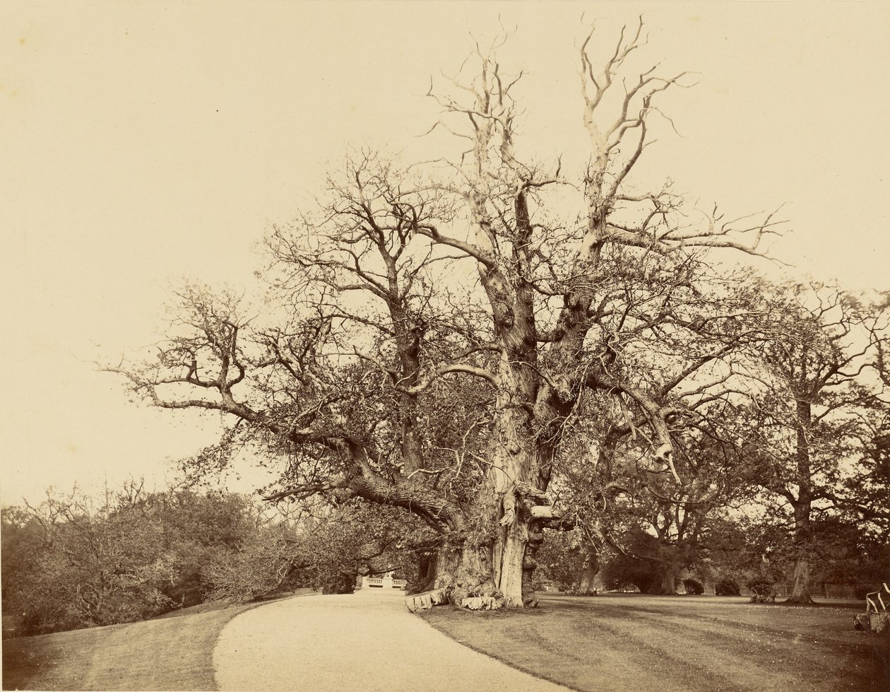 [Studie van boom en oprit] door Roger Fenton
