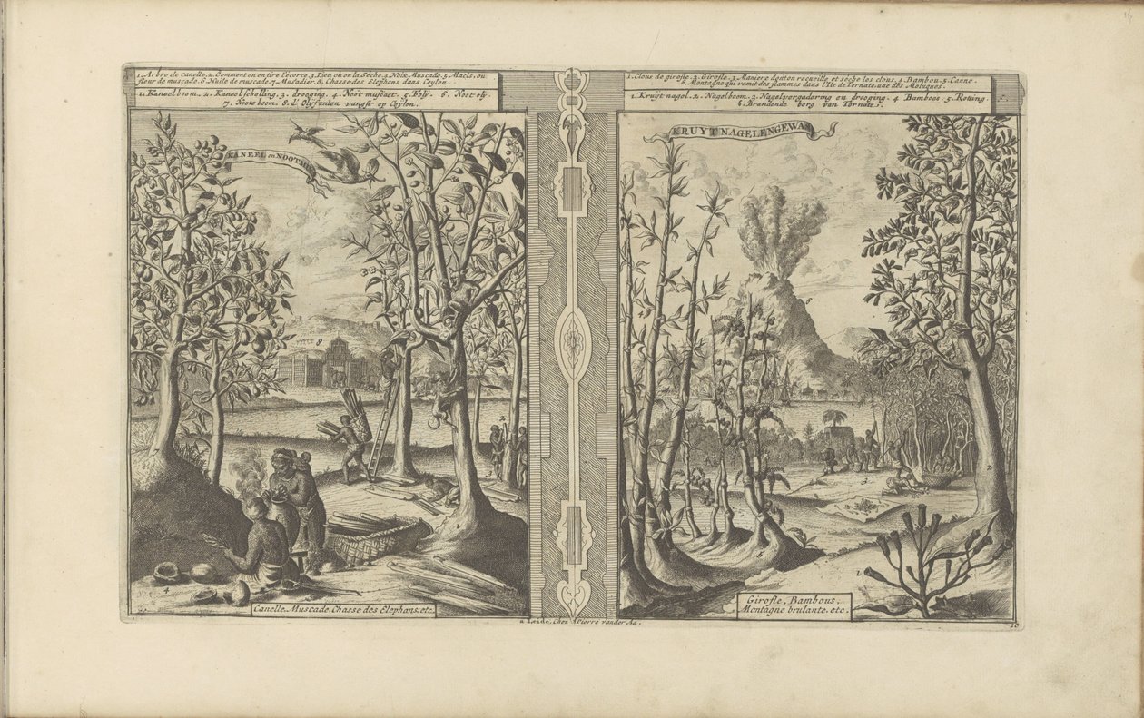 Kaneel, nootmuskaat, kruidnagel en bamboe door Romeyn de Hooghe