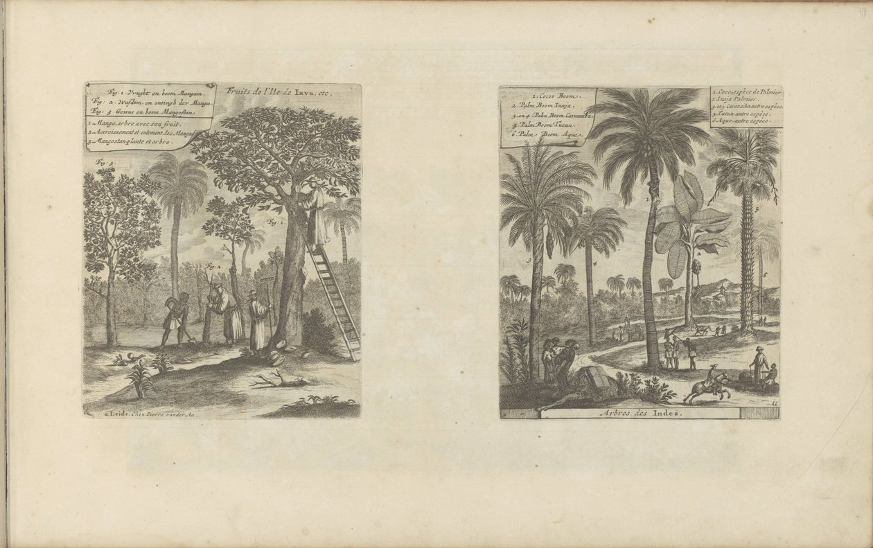 Landschappen met mangobomen, kokos- en palmbomen door Romeyn de Hooghe