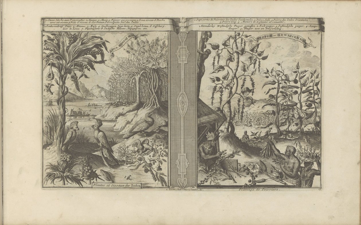 Planten, vogels en pepervelden door Romeyn de Hooghe