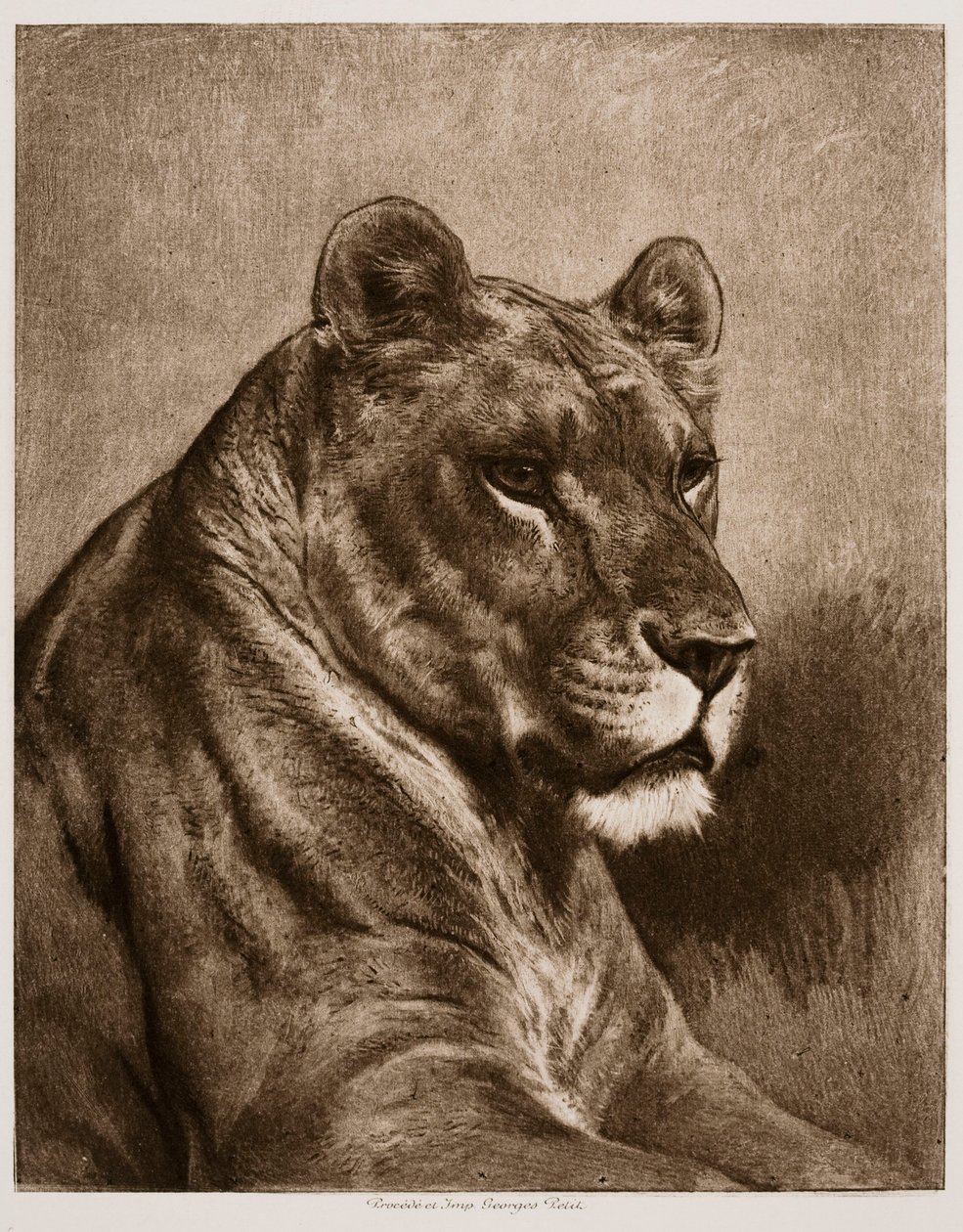 Leeuwin door Rosa Bonheur