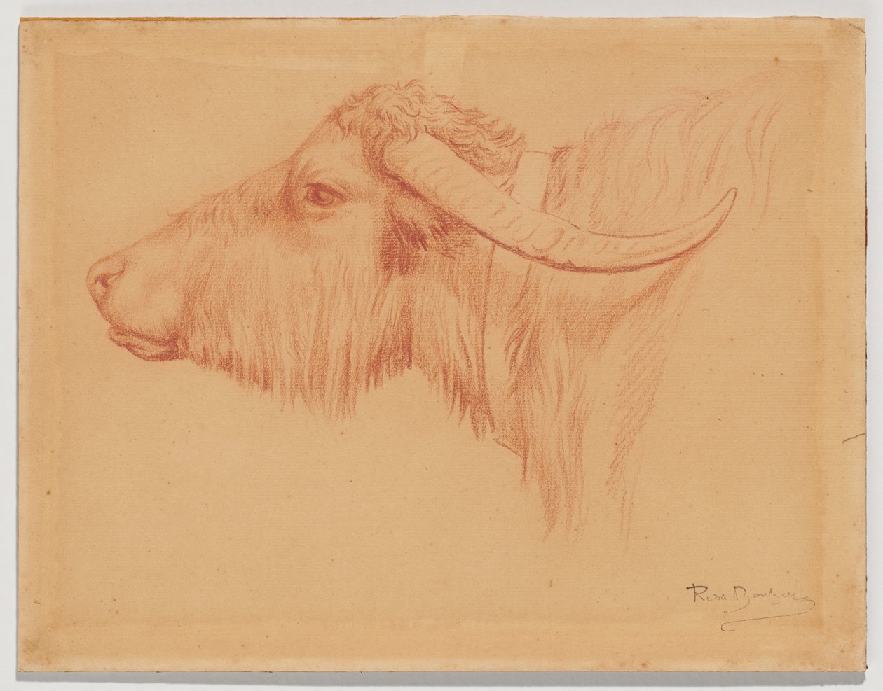 Waterbuffel door Rosa Bonheur