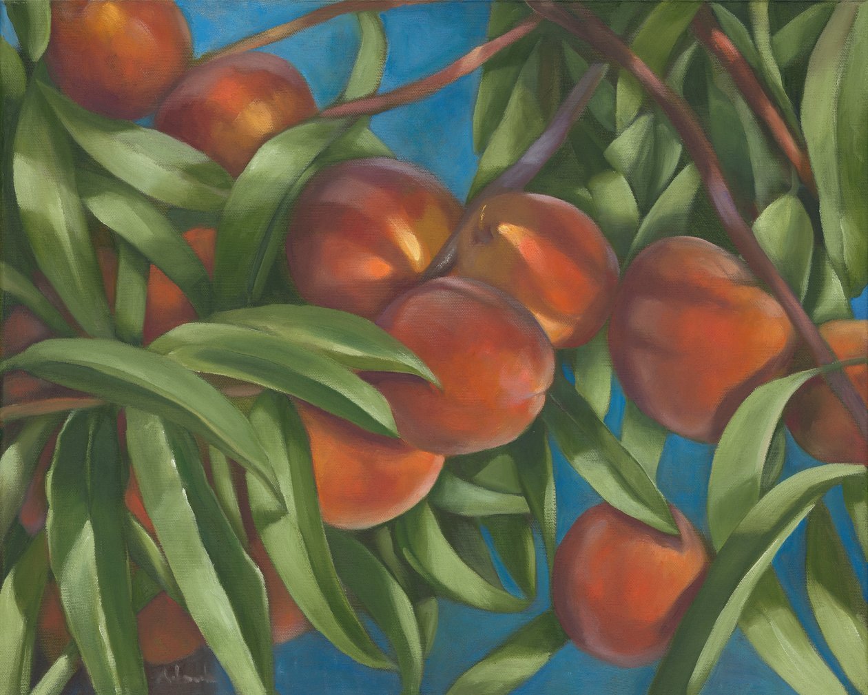 Perzikboom, 2014 door Rosemarie Adcock