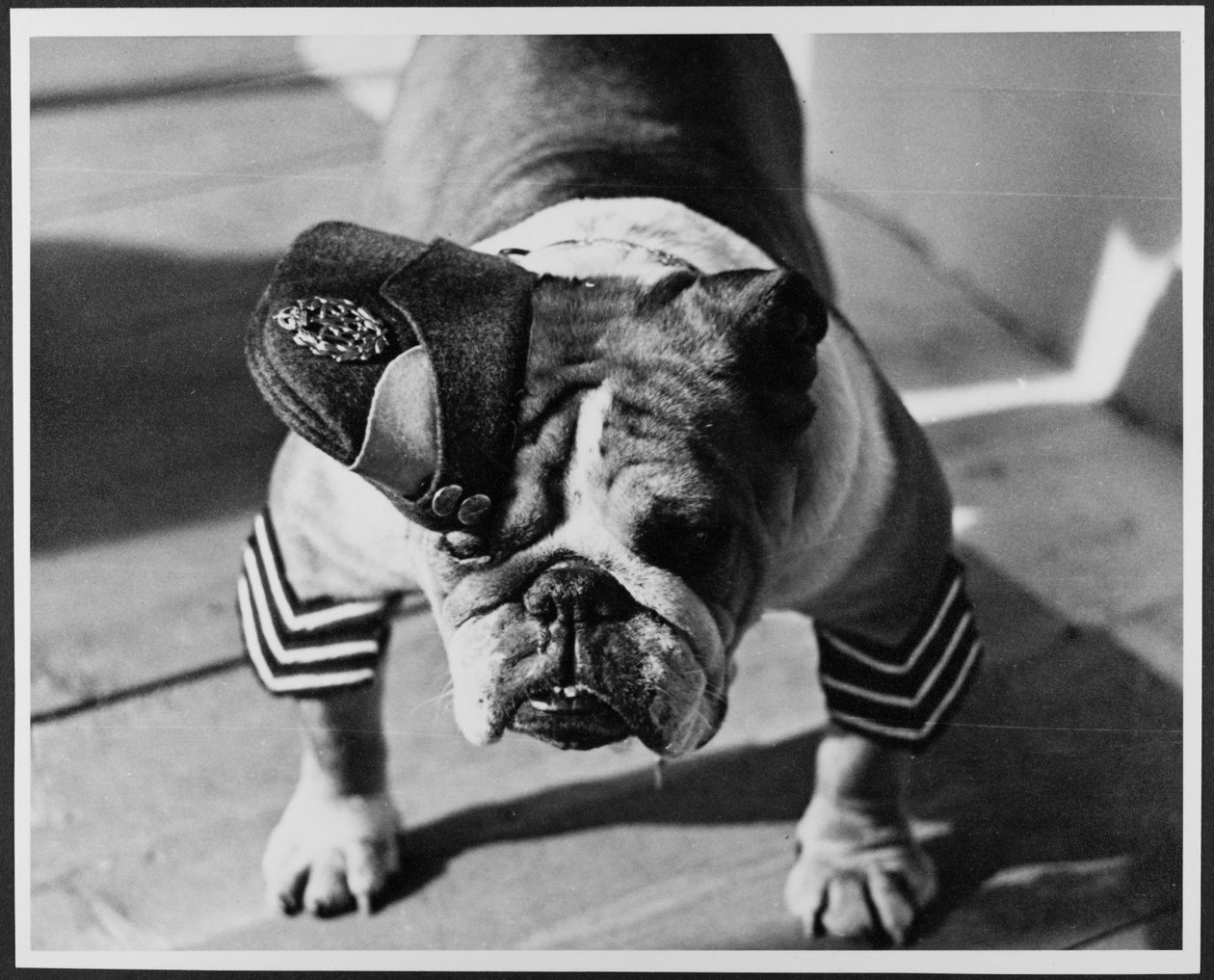 Een Bulldog in RAF-uniform, Pinewood Studios door Royal Air Force Film Production Unit