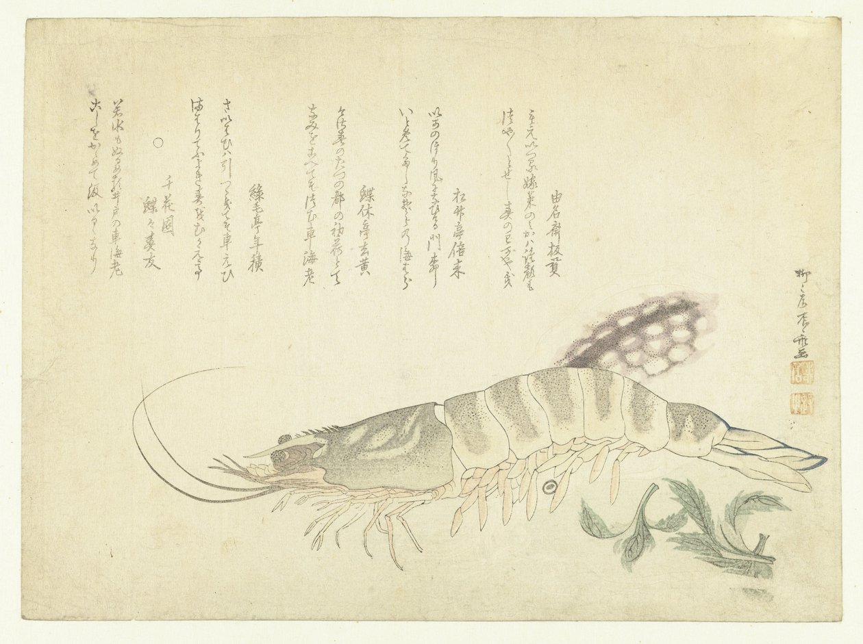 Kreeft en Inktvis door Ryuryukyo Shinsai