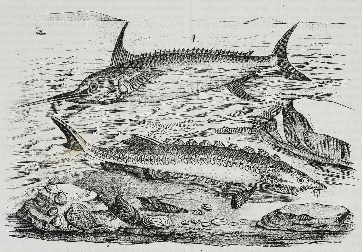 1 Zwaardvis (Xiphias gladius), 2 Steur (Acipenser sturio), lithografie uit Poliorama Pittoresco, nr. 10, 16 oktober door Salvatore Puglia