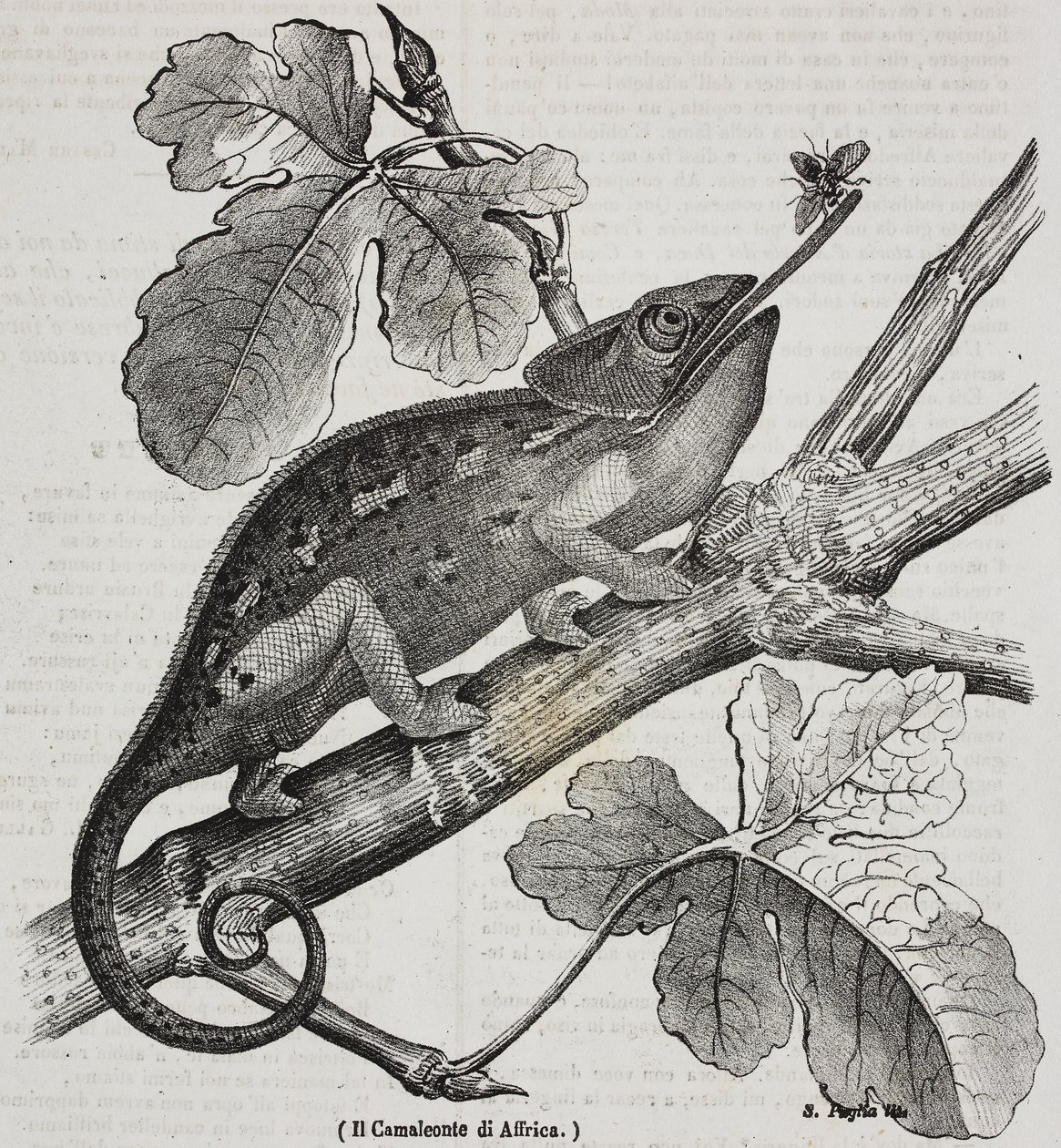 Afrikaanse kameleon, lithografie door Salvatore Puglia uit Poliorama Pittoresco, nr. 30, 4 maart door Salvatore Puglia