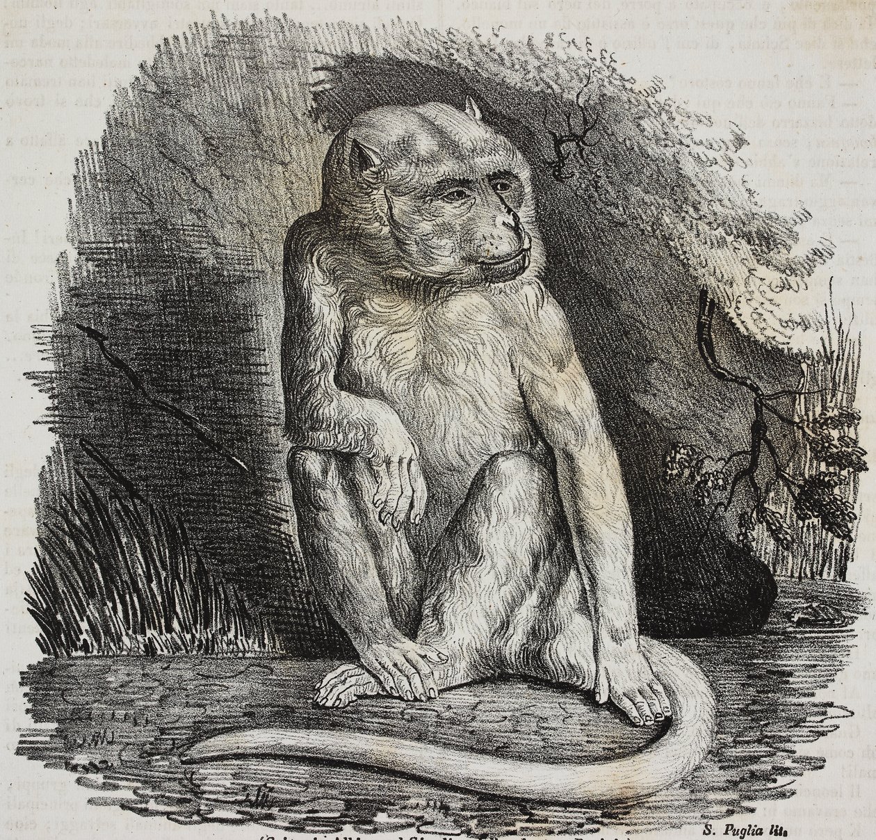 Albino-aap in Jardin des Plantes, botanische tuin van Parijs, Frankrijk, lithografie door Salvatore Puglia uit Poliorama Pittoresco, nr. 23, 14 januari door Salvatore Puglia