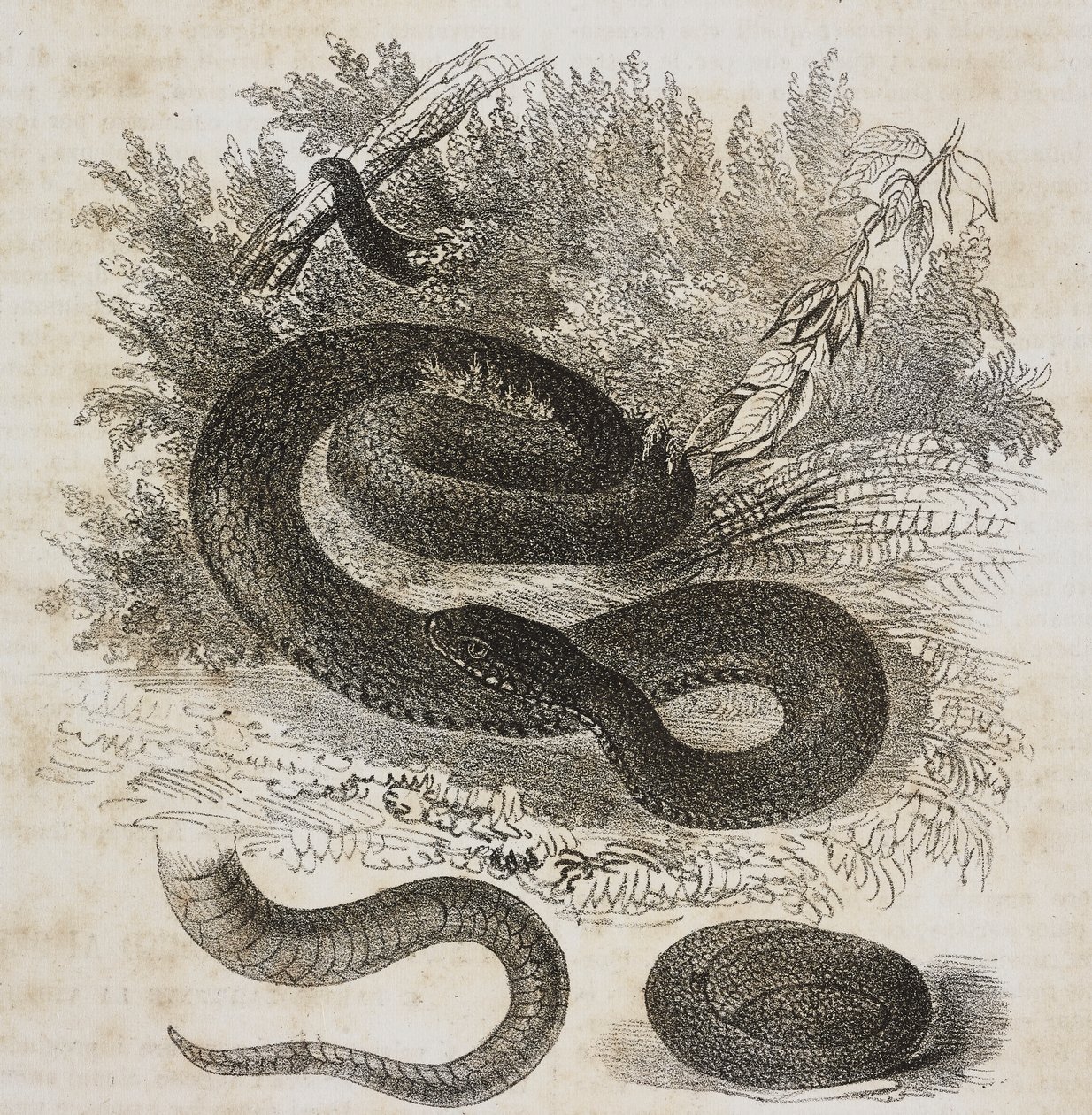 Zwarte variëteit van de gewone adder, staart en kleine adder opgerold als in de baarmoeder, lithografie door Salvatore Puglia uit Poliorama Pittoresco, nr. 27, 8 februari door Salvatore Puglia