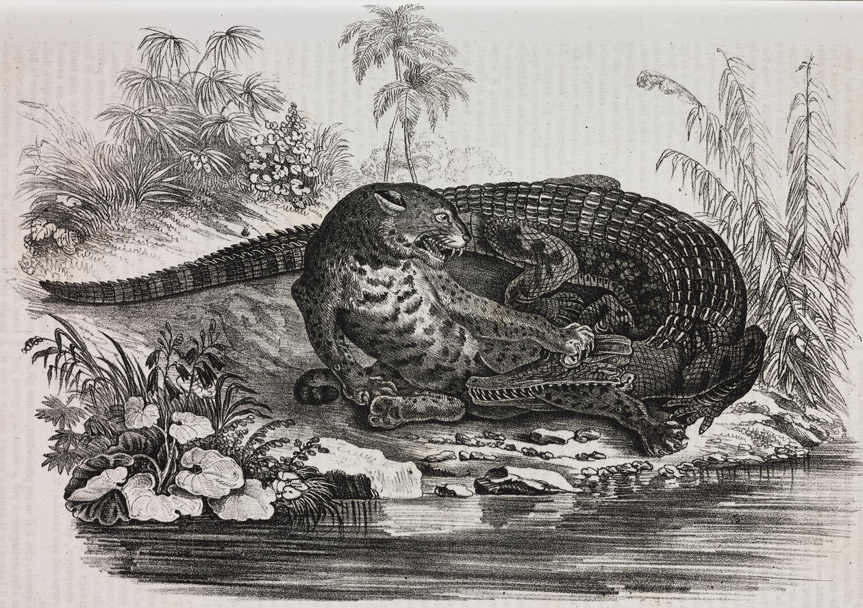 Kaaiman en jaguar, lithografie uit Poliorama Pittoresco, nr. 16, 25 november door Salvatore Puglia