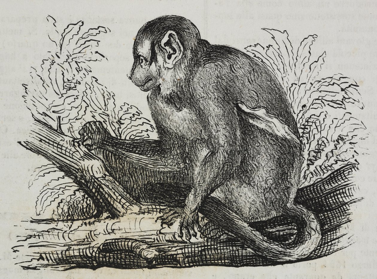 Nacht aap douroucoulis, lithografie door Salvatore Puglia uit Poliorama Pittoresco, nr. 46, 25 juni door Salvatore Puglia