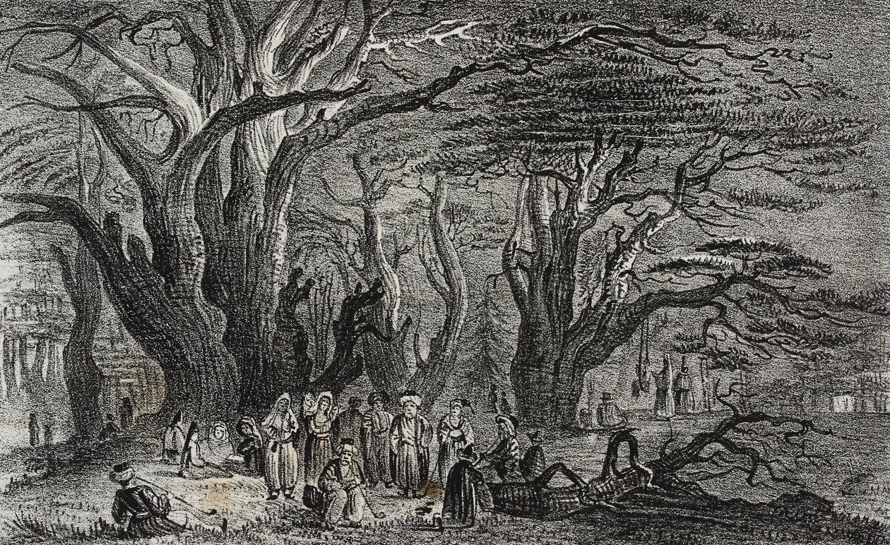 Oude ceders van Libanon in Tyrus, Libanon, uit Poliorama Pittoresco, nr. 25, 28 januari door Salvatore Puglia