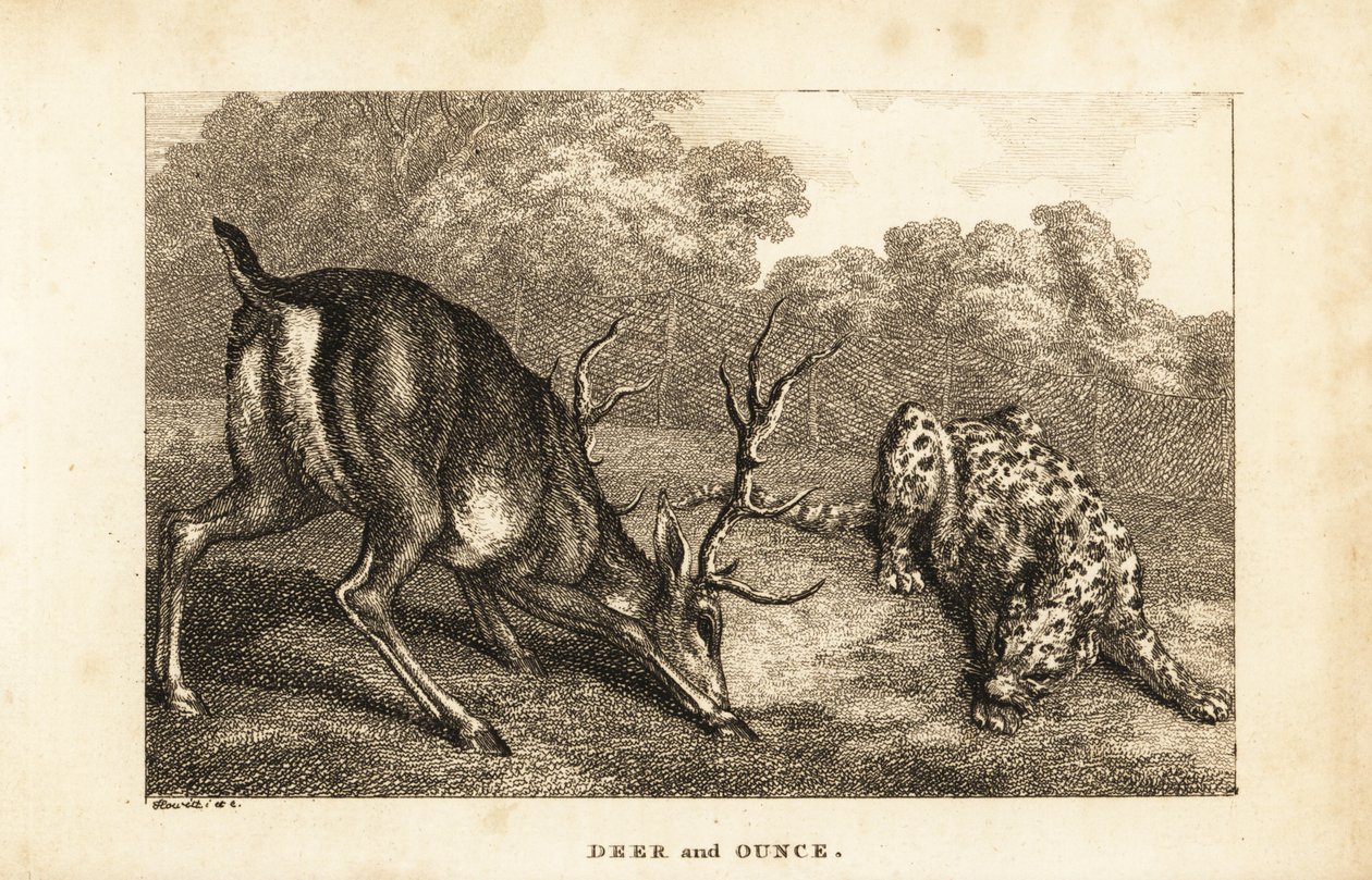 Ontmoeting tussen een hert, Cervus elaphus, en een sneeuwluipaard, Panthera uncia door Samuel (after) Howitt
