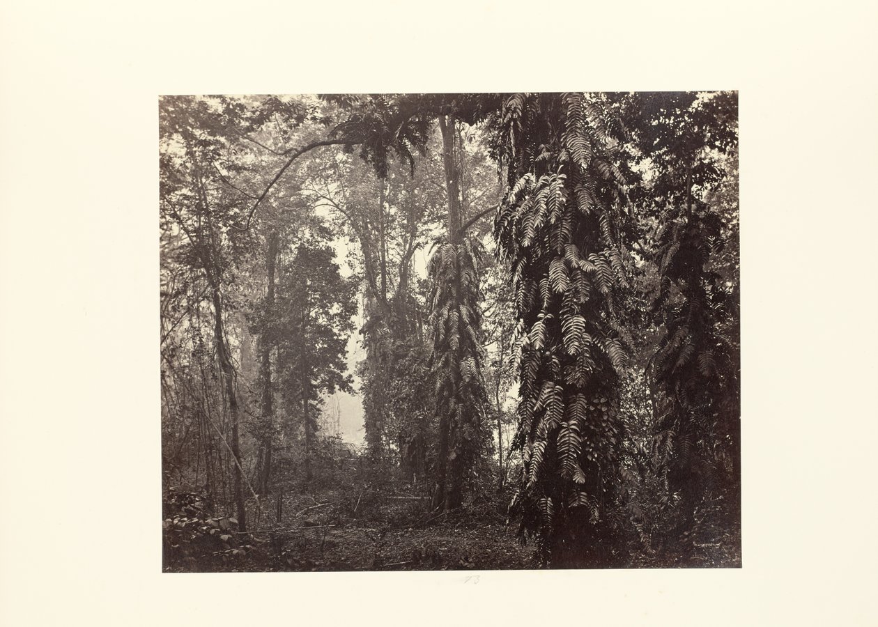 Darjeeling; Creepers in het bos onder Ging door Samuel Bourne
