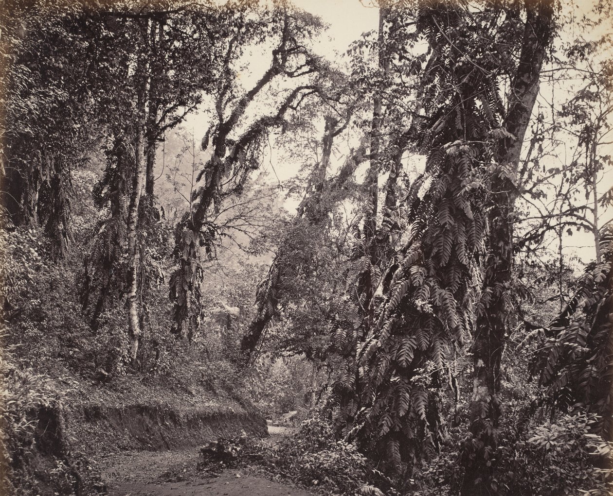 Darjeeling, boslandschap met slingerplanten, met de Tukvar-weg door Samuel Bourne