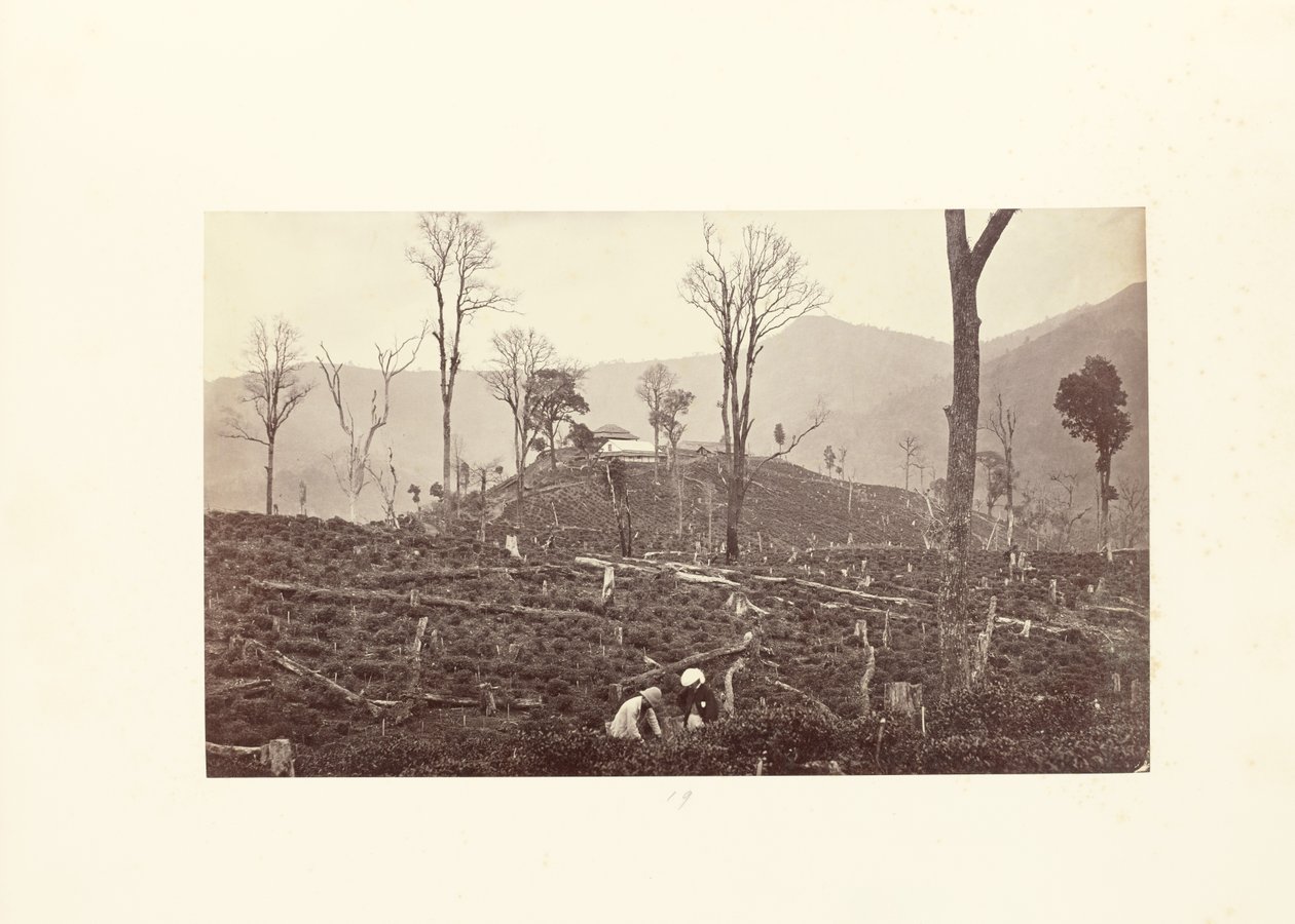 Darjeeling; Gezicht op de theeplantage Selim, met de bovenste fabriek en bungalow door Samuel Bourne