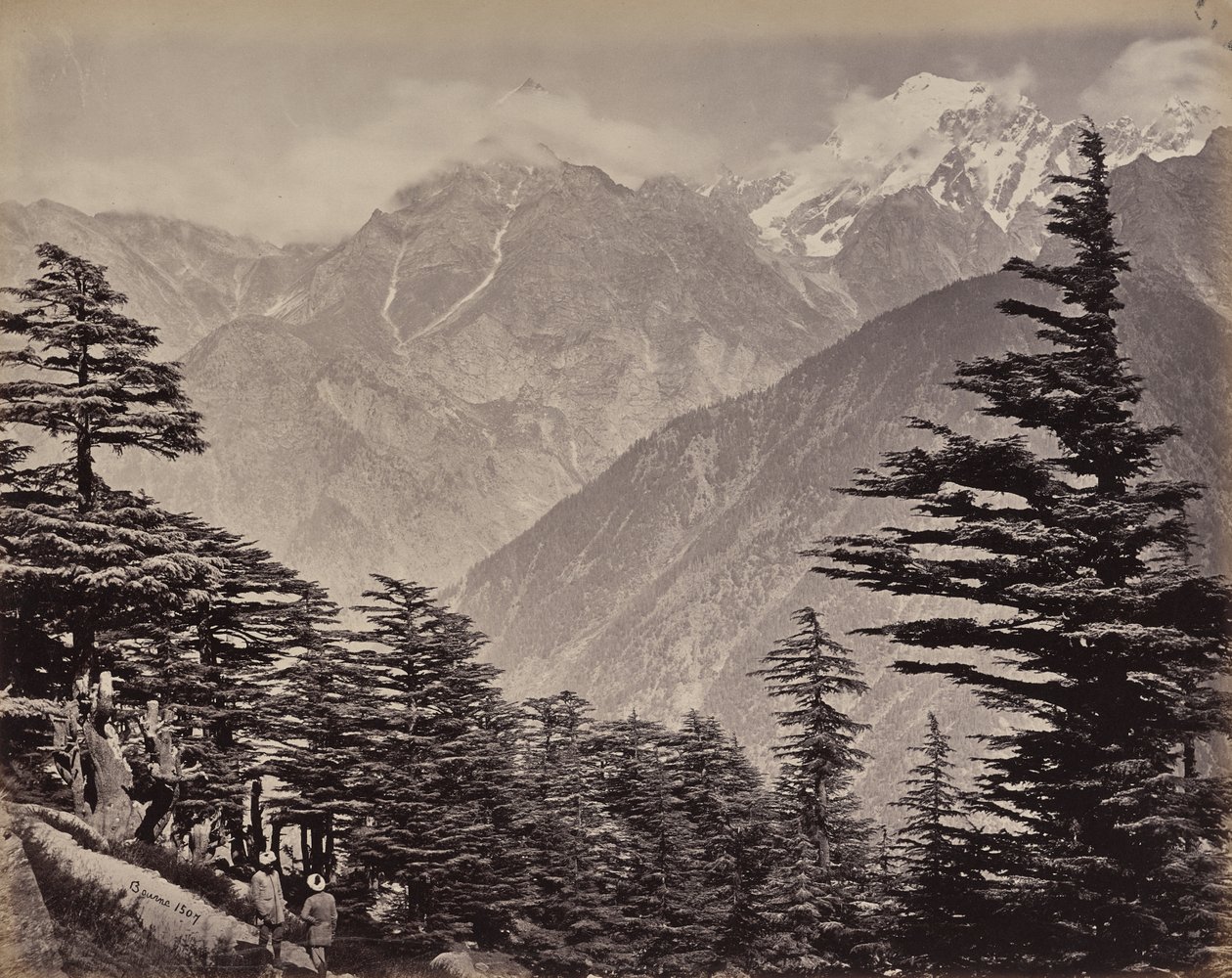 De hogere Himalaya. Gezicht nabij de China Mountains. Himalayaceders op de voorgrond door Samuel Bourne