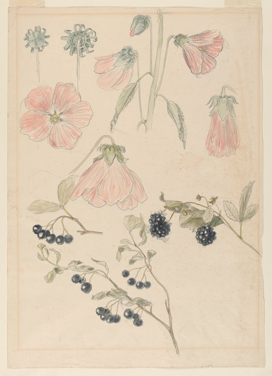 Botanische Detailstudies: Stokrozen, Bosbessen en Bramen door Samuel Colman