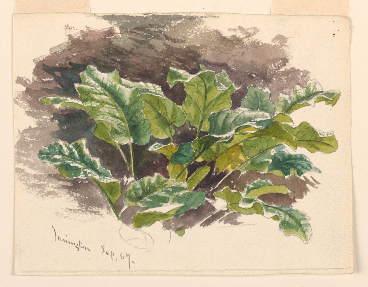 Botanische studie door Samuel Colman