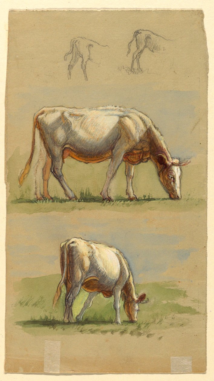 Tekening, Vee, twee grazende koeien en de ruggen van kalveren, 1875-80 door Samuel Colman