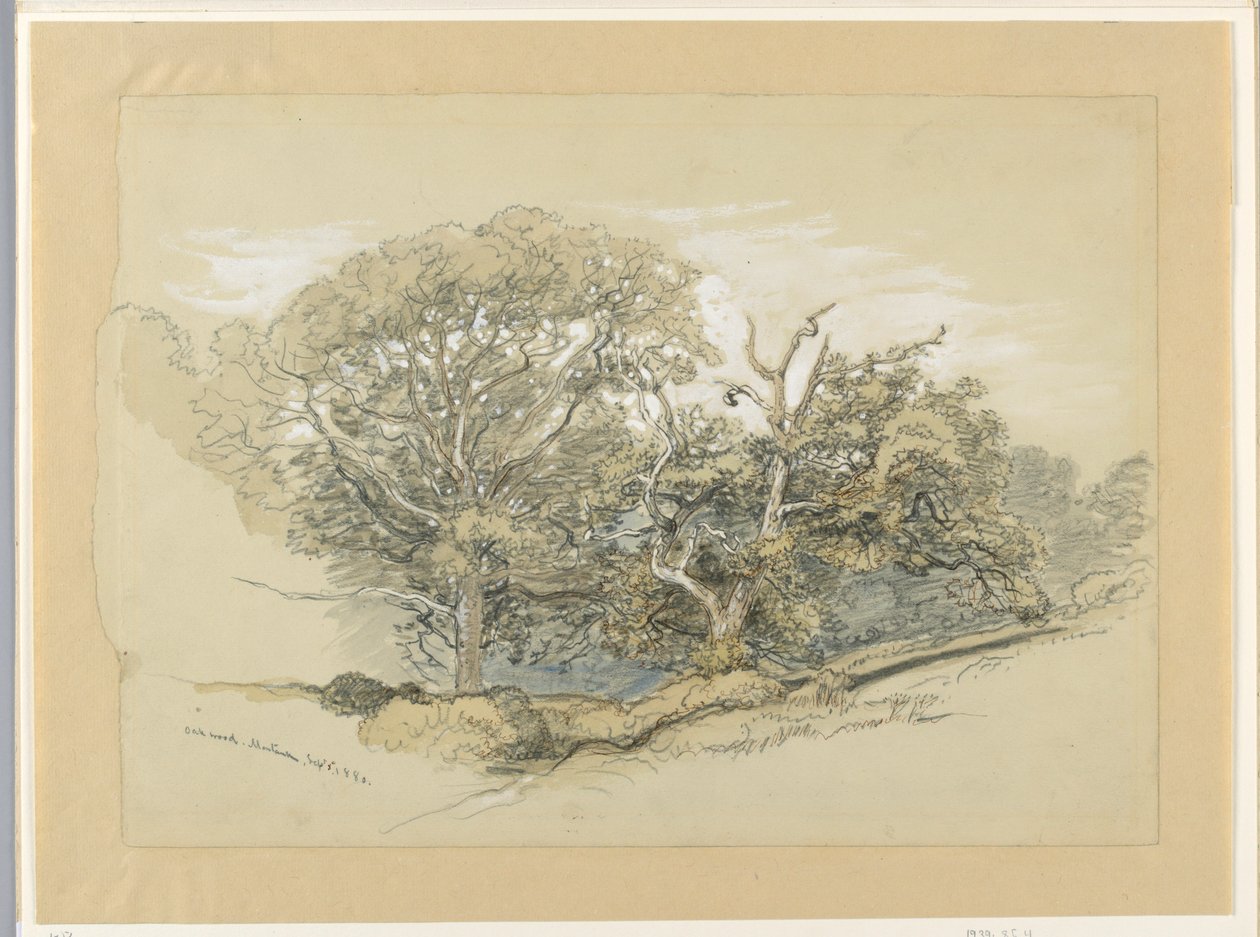 Tekening, Oak Wood, Montauk, New York, 8 september 1880 door Samuel Colman