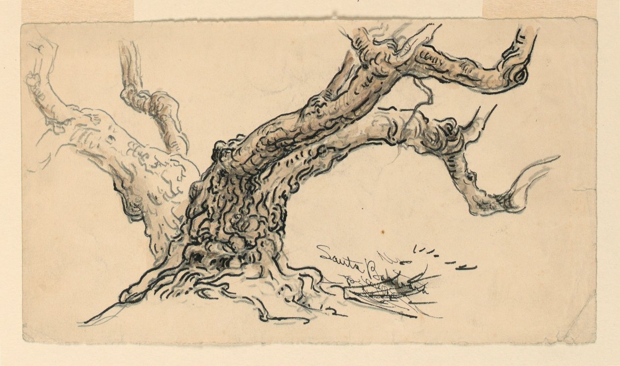 Tekening, Schetsen. Platanen, Santa Barbara, Californië, ca. 1888 door Samuel Colman