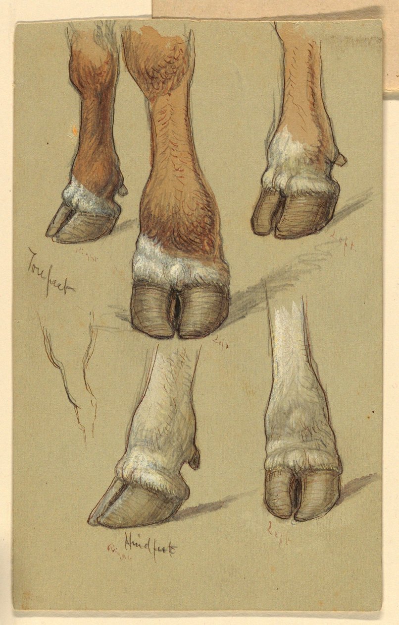Tekening, Studies naar vee, 1871 door Samuel Colman
