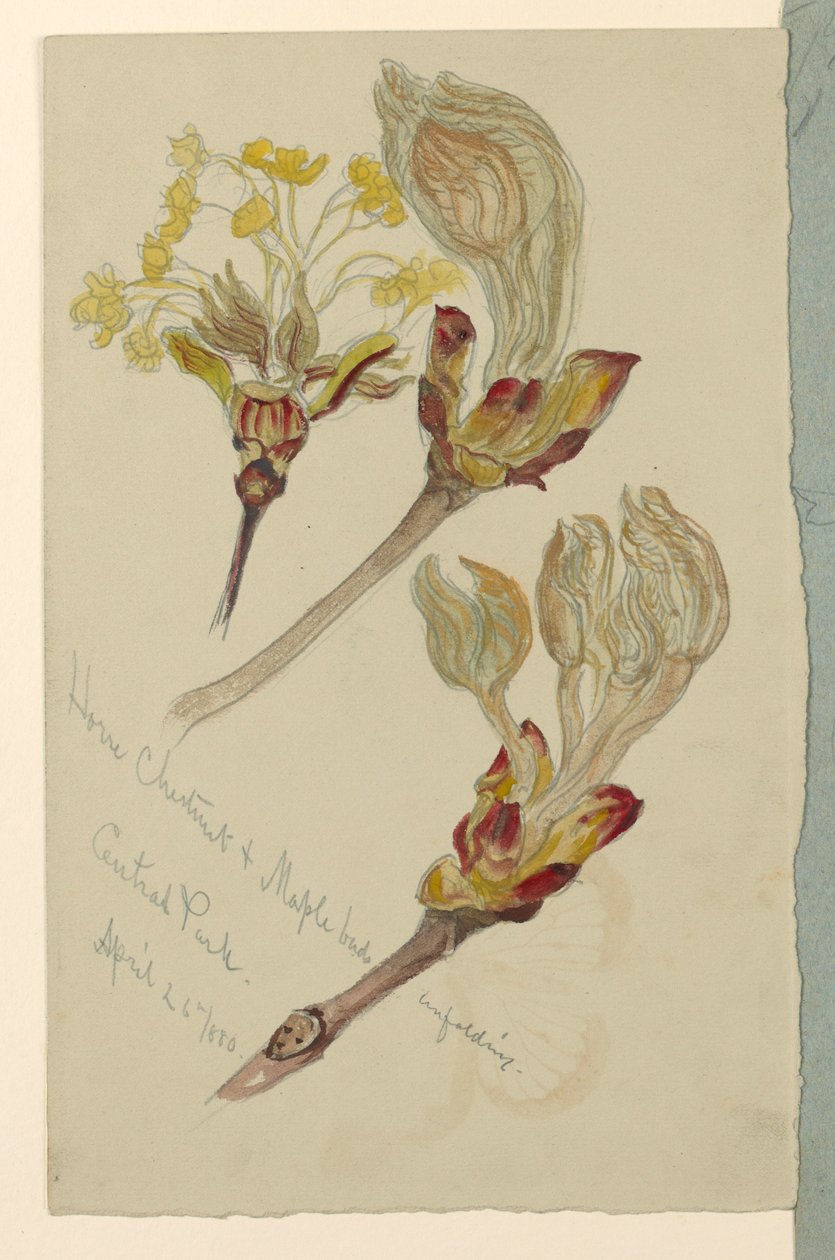 Tekening, Studies. Ontluikende knoppen van paardekastanje en esdoorn, Central Park, N.Y.C., 26 april 1880 door Samuel Colman