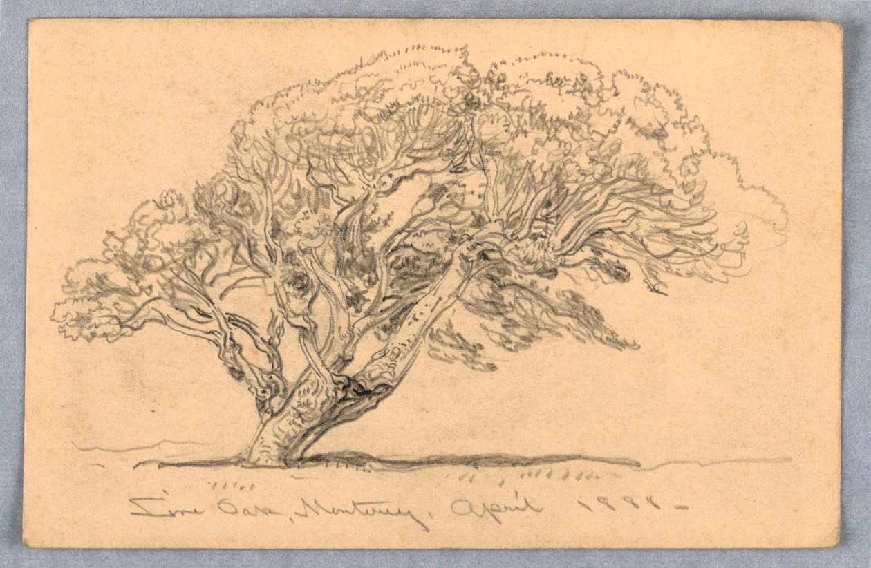 Tekening, Studies. Bomen, Santa Barbara, Californië, 1888 door Samuel Colman