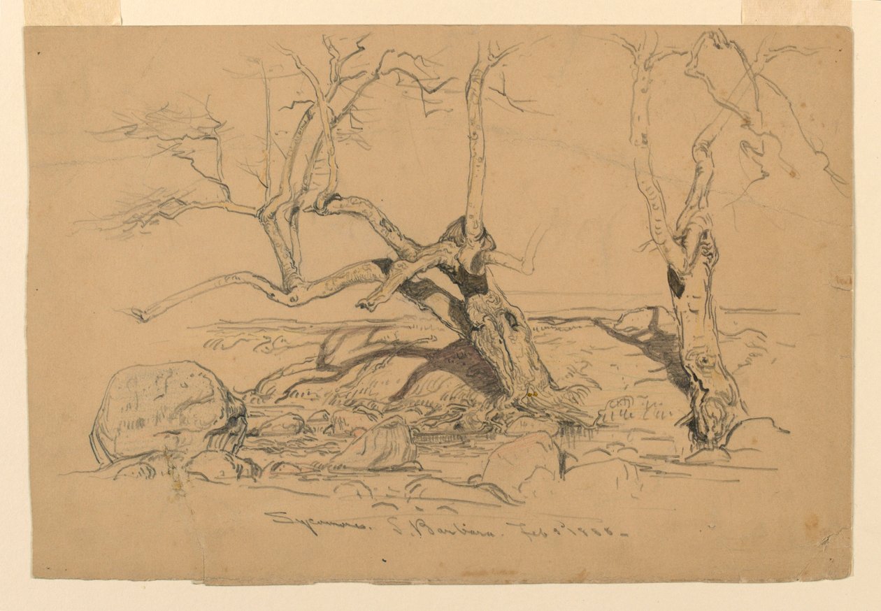 Tekening, Studies. Bomen, Santa Barbara, Californië, 3 februari 1888 door Samuel Colman