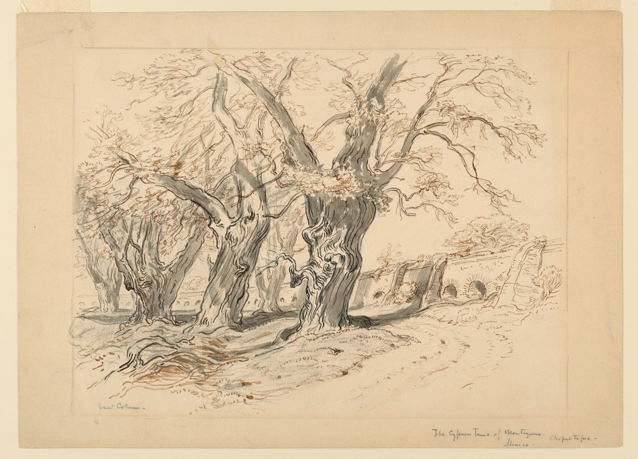 Tekening, studie voor De cipressen van Montezuma, Park van Chapultepec, Mexico door Samuel Colman