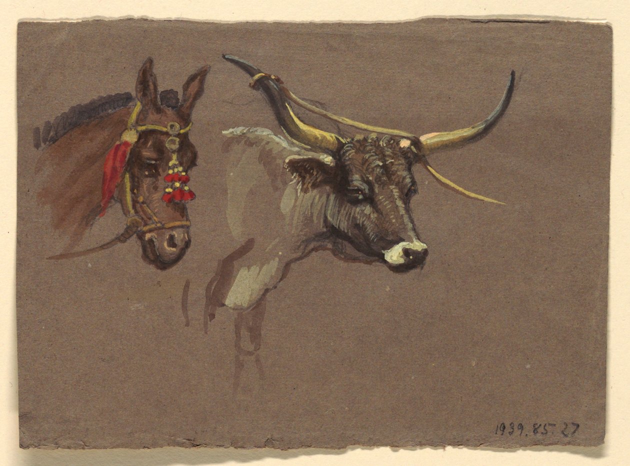 Hoofd van een Muilezel met een hoofdstel, Hoofd van een Buffel of Os door Samuel Colman