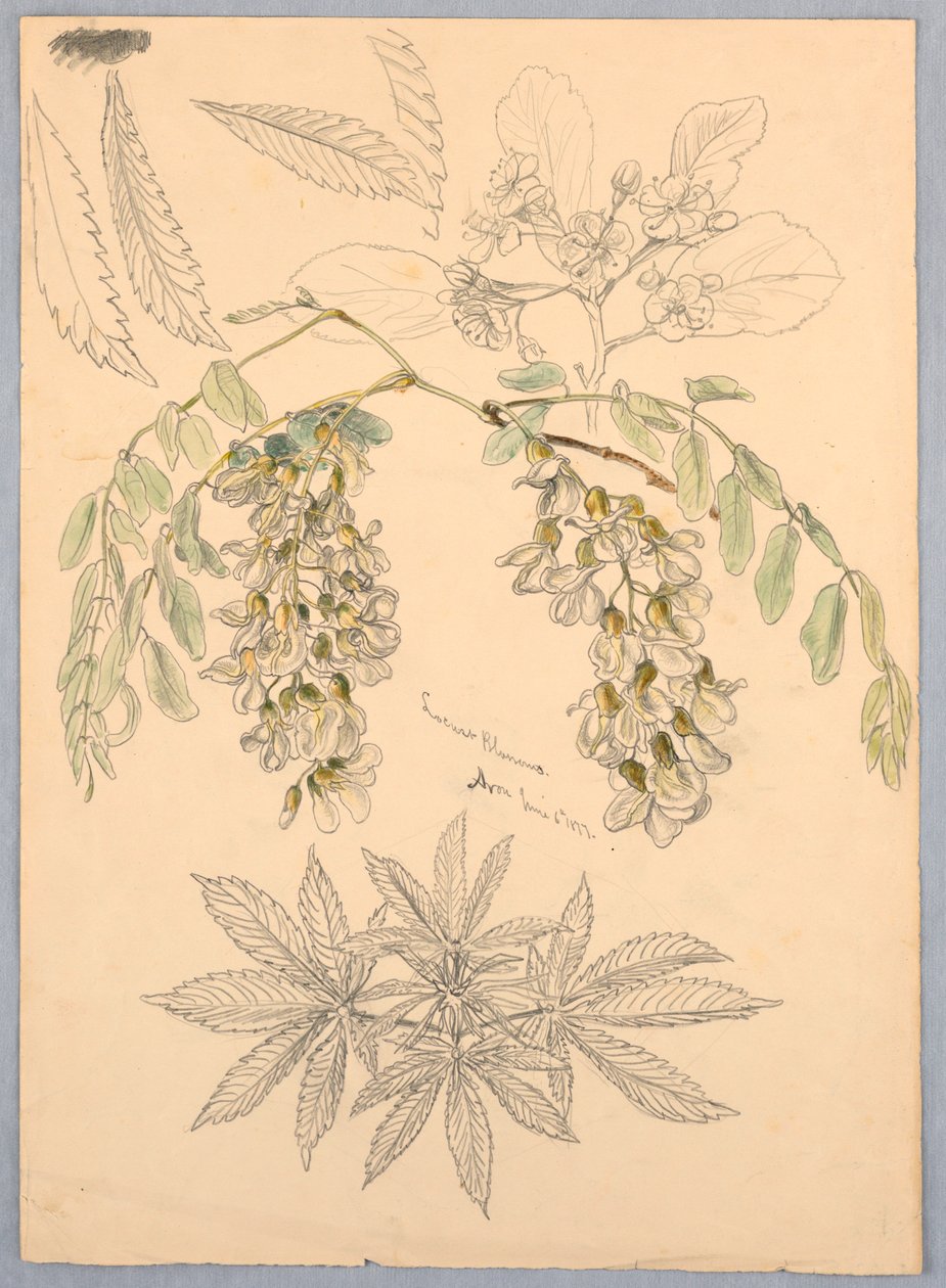 Acaciabloesems door Samuel Colman