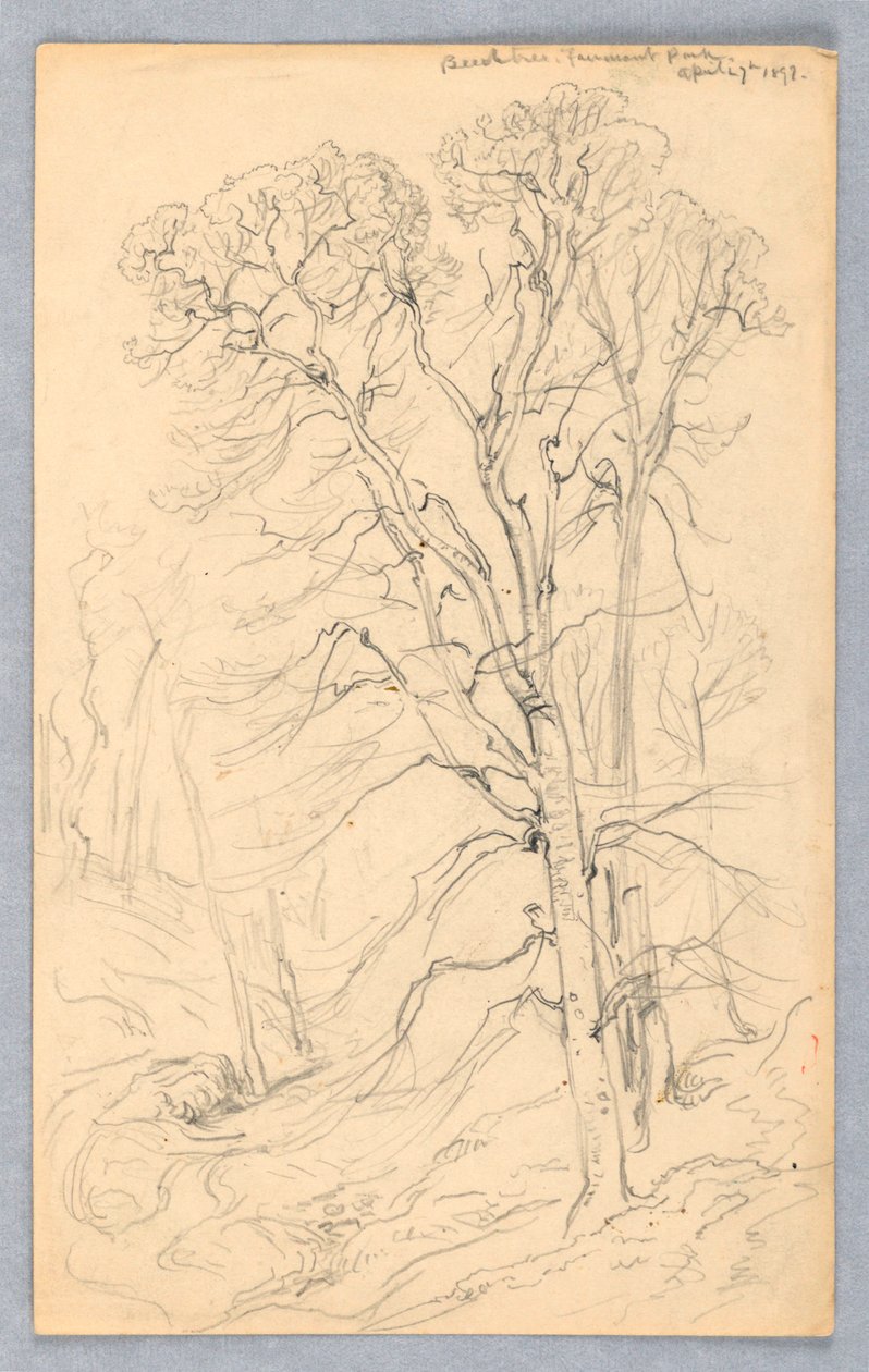 Schetsen van Bomen door Samuel Colman