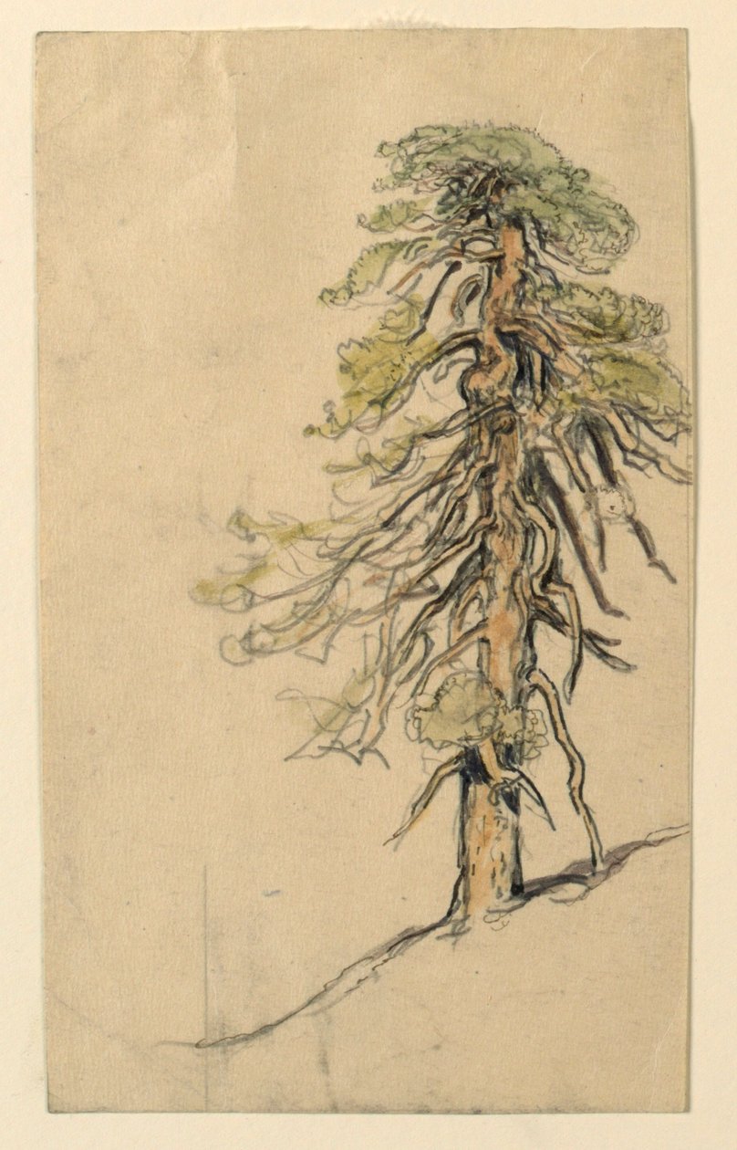 Studie van een boom op een heuvel door Samuel Colman