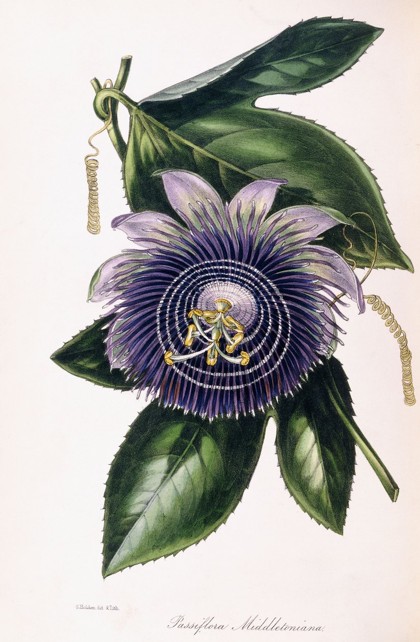 Passiflora Middletoniana, ca. 1834-1849 door Samuel Holden