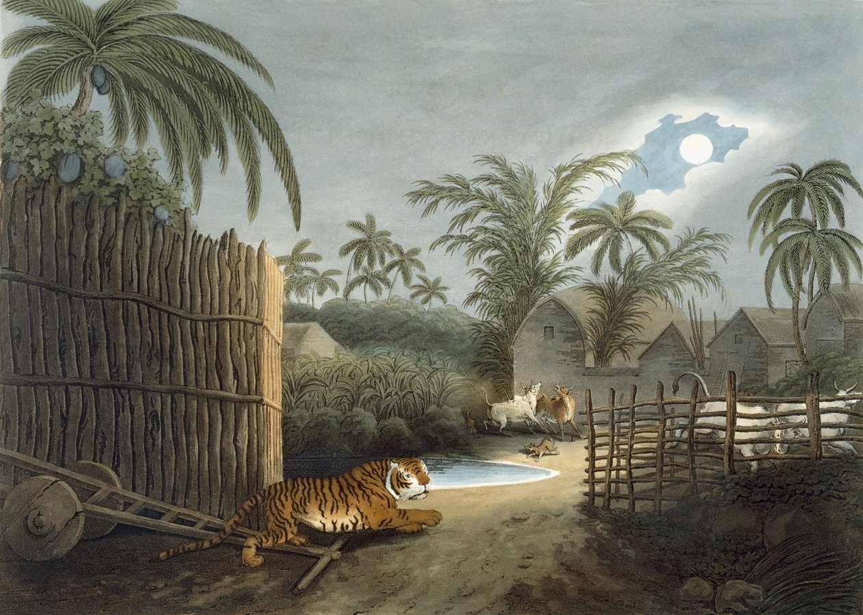 Een tijger die door een dorp sluipt (vee in angst), uit 