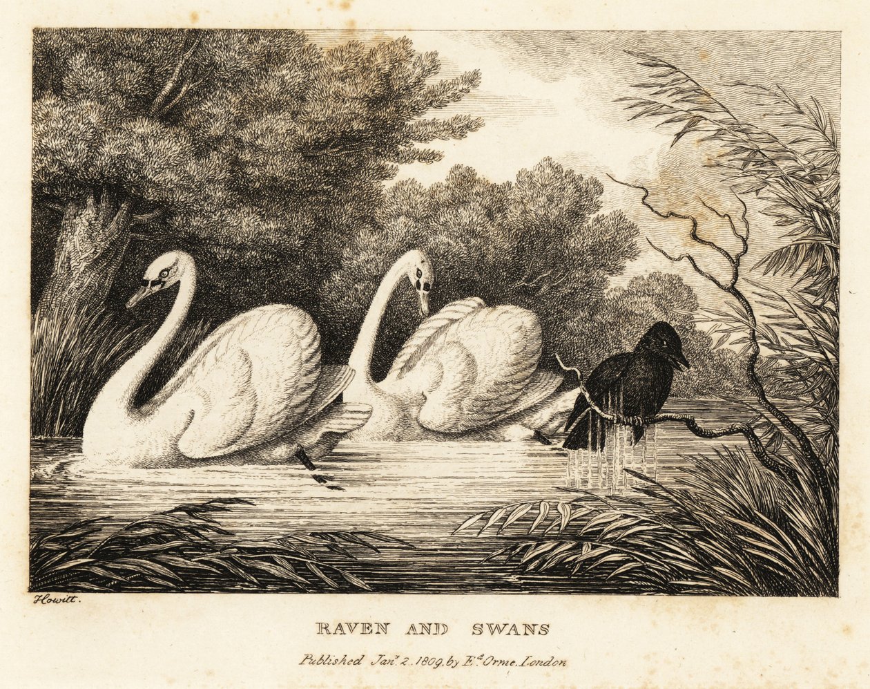 Een raaf probeert zich te wassen om meer op de witte zwanen te lijken. 1811 (ets) door Samuel Howitt